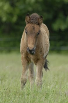 Foal