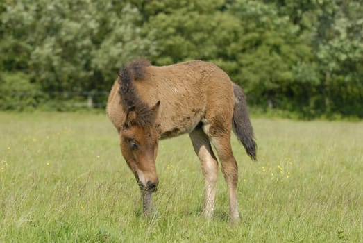 Foal