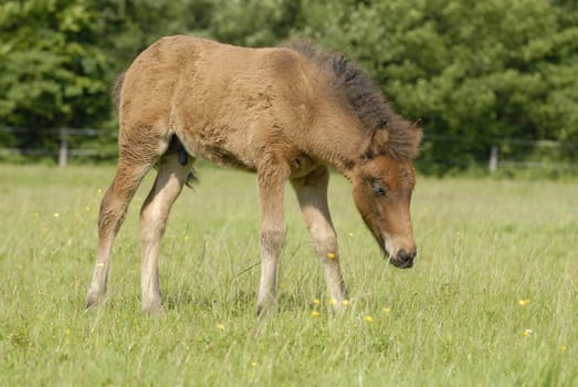 Foal