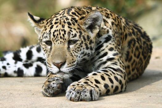 Jaguar