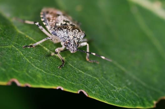 Oblique frontal full-body shot of a grey garden bug (Rhaphigaster nebulosa) sitting on a leaf in summer Northern Germany