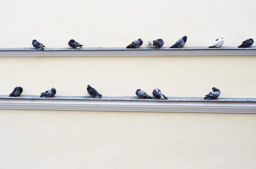 Flight turn blue sits on an eaves of a building
