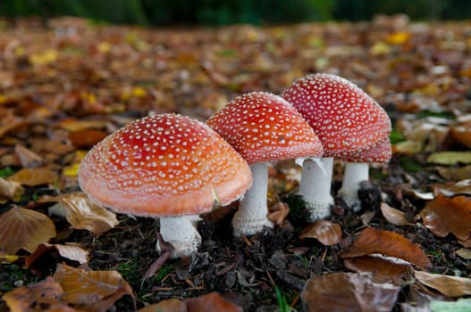 red Amanita muscaria in an autumn forest. Sharpness in on the first one