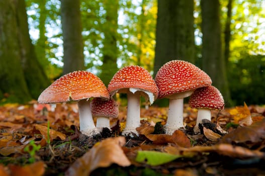 red Amanita muscaria in an autumn forest