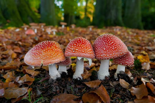 red Amanita muscaria in an autumn forest