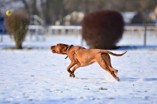 Magyar vizsla dog running across a snowy field chasing a ball that has been thrown by its owner