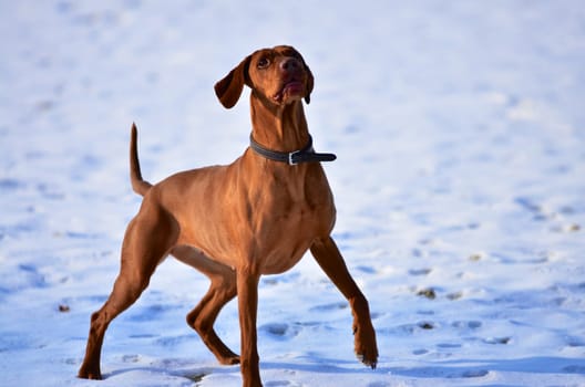 Magyar vizsla dog waiting in anticipation in a snowy field for its owner to throw a ball in a game of fetch and retrieve