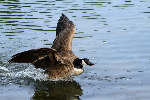 Canada goose