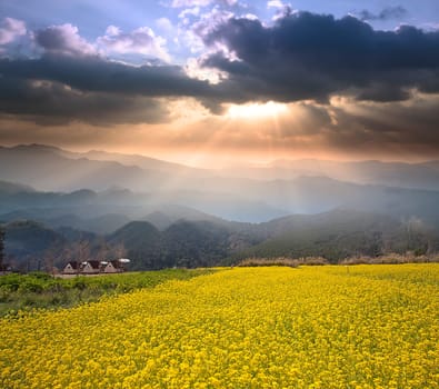 Daylily flower at sixty Stone Mountain in Taiwan Hualien festival