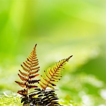 Green Fern Leave on green forest background
