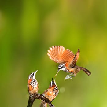 Female bird feeding a hungry baby on a deer antler