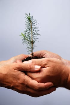 two middle aged european hands holding a little tree together