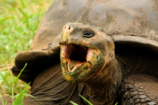 The giant tortoises of Santa Cruz / Galapagos never seem to be full