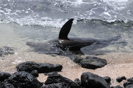 Sea Lion Playing Near Beach Of Inser Santa Fe / Galapagos