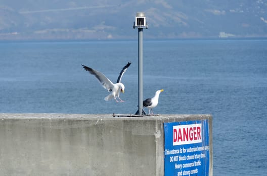 Seagull landing at pier 39 in San Francisco