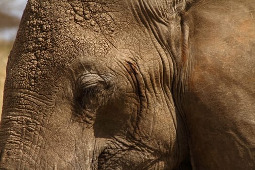 Close up shot of an elephant's head focused around the eye lid, forehead, and jaw.
