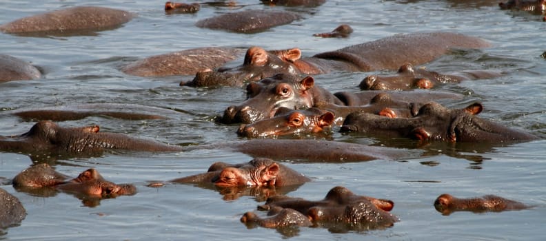 A hippopotamus peeking up above other hippopotamuses together in a watering hole.