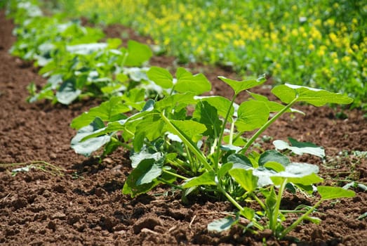 small green plants growing on a farming field in the spring