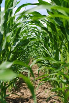a green corn field, farming field in the spring or early summer