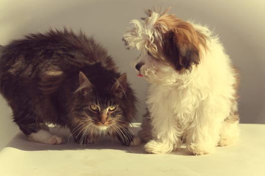 Dog and cat