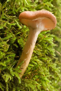 brown armillaria edible mushroom close up shoot