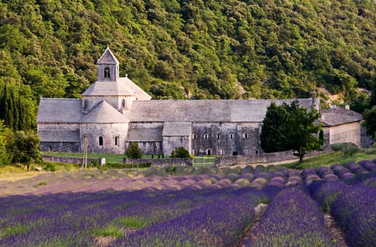 Abbey Senanque, famous place in Provence - France