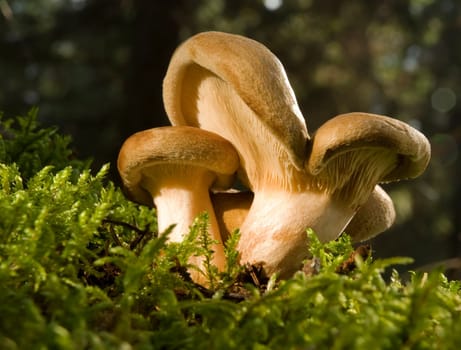 lactarius mushroom close up shoot on moss
