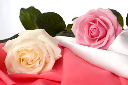 pink and white rose on silk close up
