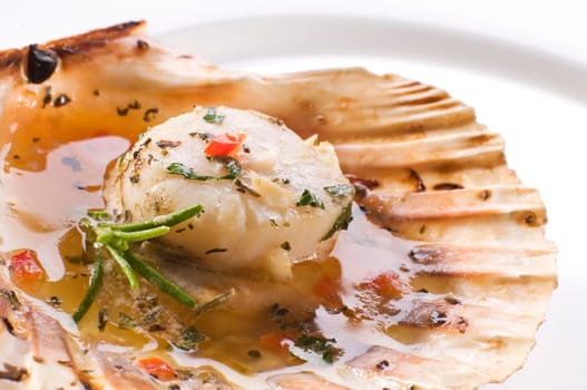 Fresh grilled scallop on white plate close up