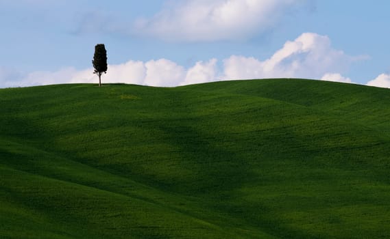 Green tuscany landscape in spring time
