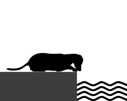 Dog on the shore