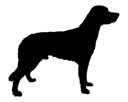 Little Münsterlander