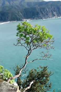 tree with roots on the rocks at Punta Manara in Liguria