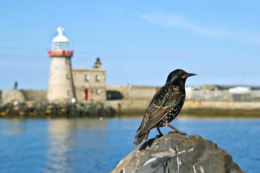 Bird at Dublin Howth Harbour,Ireland