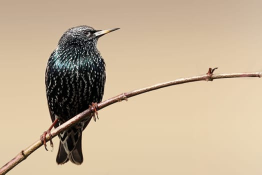 Sturnus Vulgaris - The Star