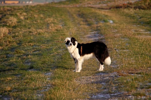 Black and White Border Collie