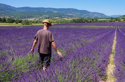 Lavender field and young man 01
