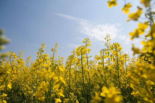 Rape Field