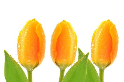three tulips
