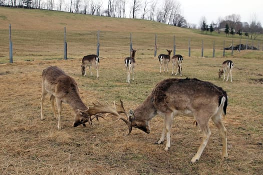 Fallow deer fight for their territory and the females