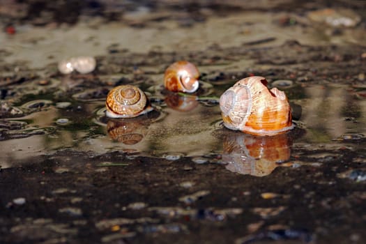 Snail shells in rainwater