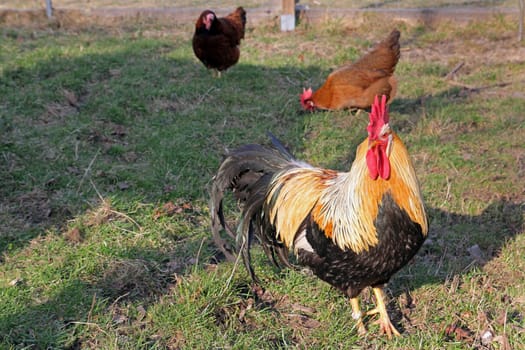 A rooster with his hens in free-range farming