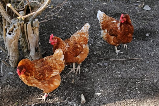 Free-range chickens