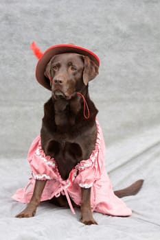 Labrador with hat