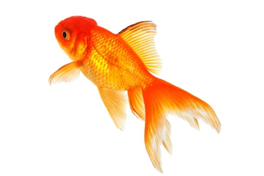 Goldfish,close-up of animal isolated against white background