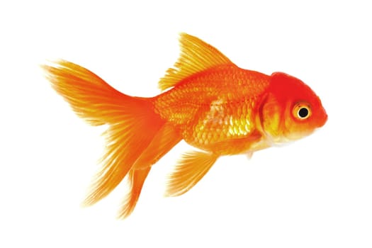 Goldfish,close-up of animal isolated against white background