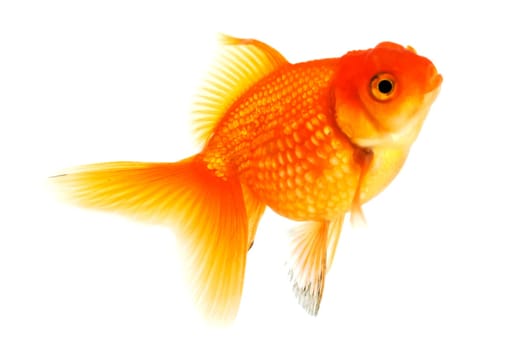 Goldfish,close-up of animal isolated against white background