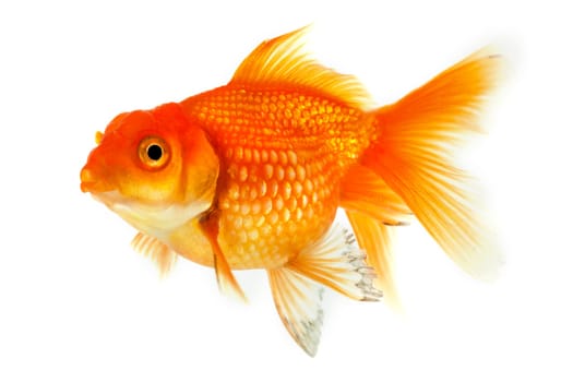Goldfish,close-up of animal isolated against white background