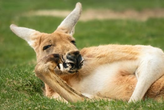 Relaxed kangaroo in human pose looking at camera with funny look