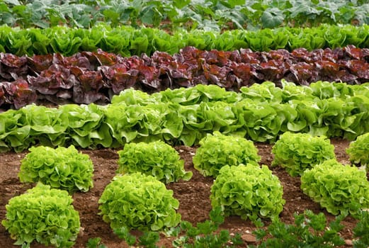 Rows of different types of lettuce in the field shortly before harvest